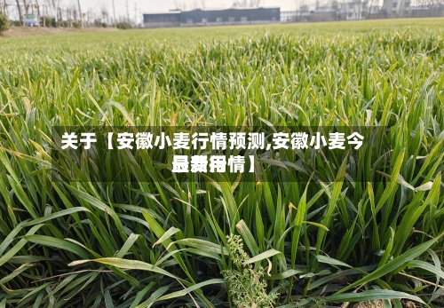 关于【安徽小麦行情预测,安徽小麦今日费用最新行情】