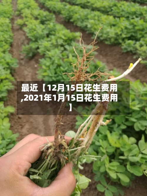 最近【12月15日花生费用,2021年1月15日花生费用】-第3张图片