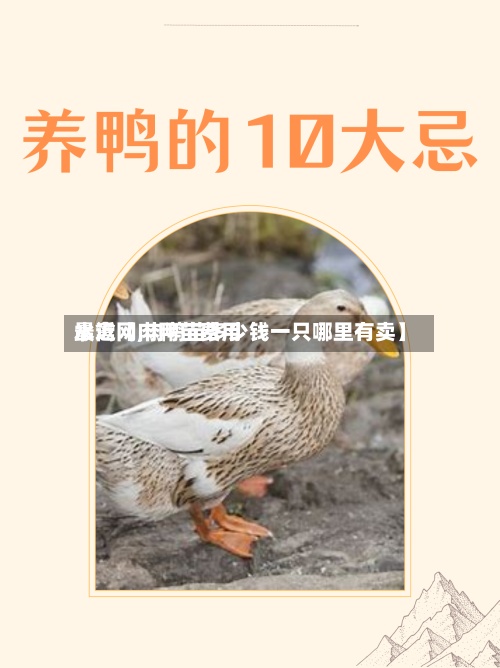最近【肉鸭苗费用水禽网,肉鸭苗多少钱一只哪里有卖】