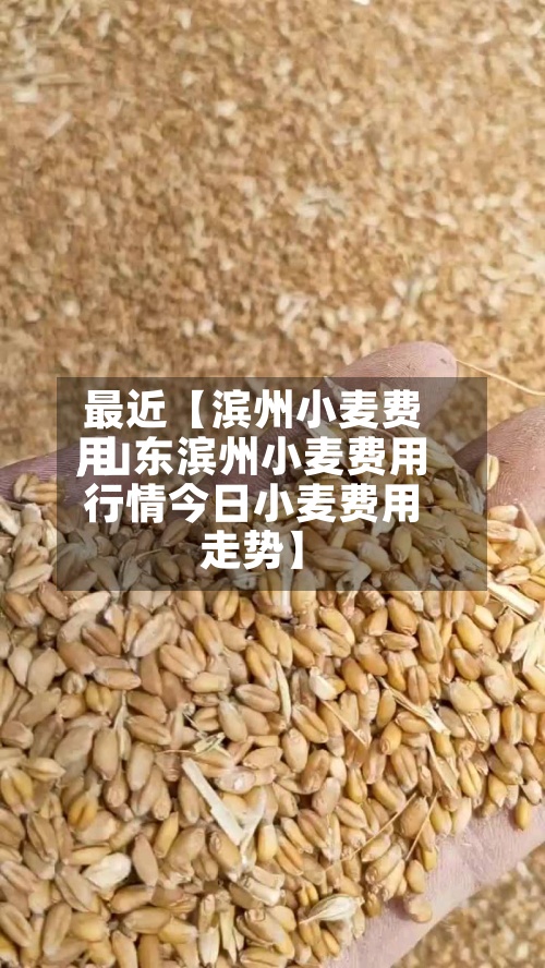 最近【滨州小麦费用,山东滨州小麦费用行情今日小麦费用走势】-第2张图片