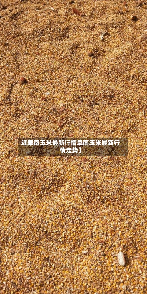 近来【阜南玉米最新行情阜南玉米最新行情走势】