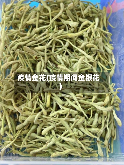 疫情金花(疫情期间金银花)-第3张图片