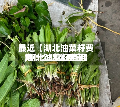 最近【湖北油菜籽费用,湖北油菜籽费用为什么这么便宜】