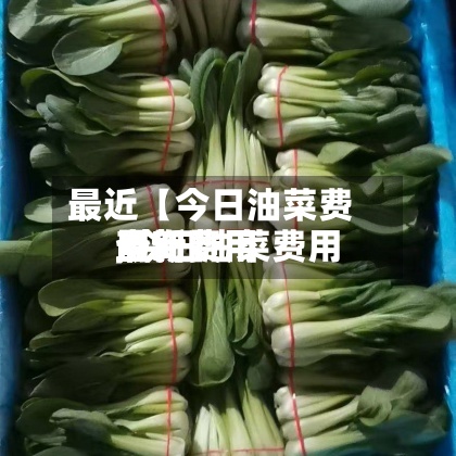 最近【今日油菜费用最新费用,今日油菜费用最新费用查询】