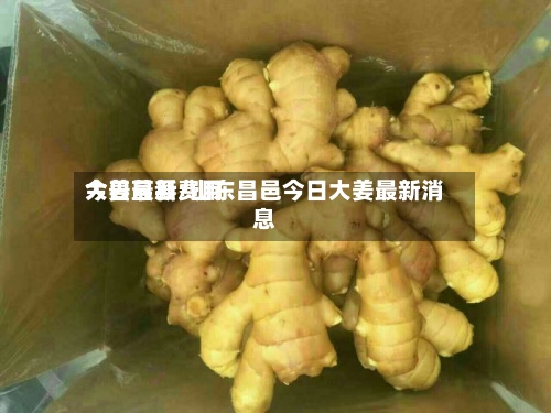 大姜最新费用今日莒县/山东昌邑今日大姜最新消息