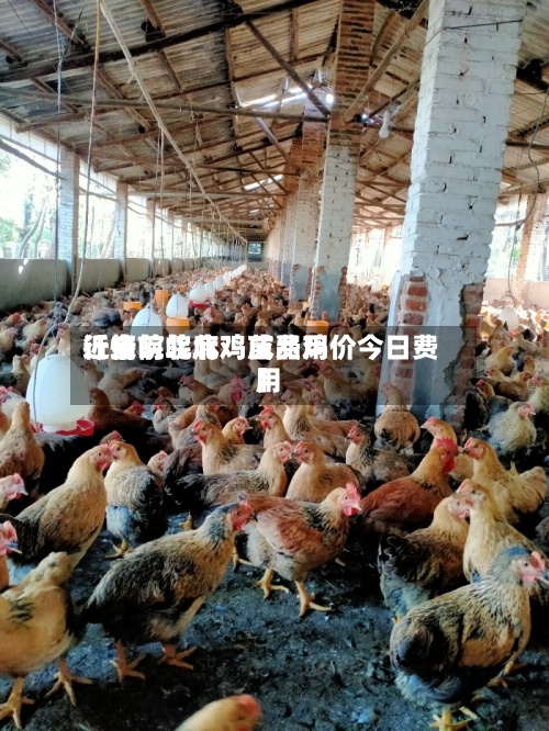 近来【当前皖北鸡苗费用行情皖北麻鸡成品鸡价今日费用】