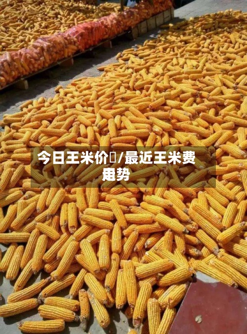 今日王米价栘/最近王米费用走势