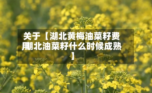 关于【湖北黄梅油菜籽费用,湖北油菜籽什么时候成熟】