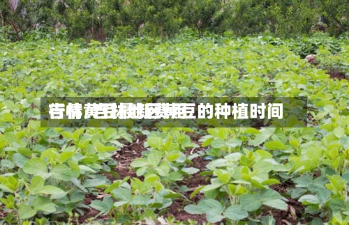 吉林黄豆最新费用行情/吉林地区黄豆的种植时间