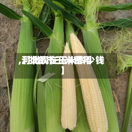【邯郸市玉米费用,河北现在玉米多少钱】-第2张图片