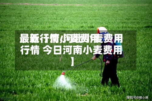 最近【河小麦费用最新行情,河北小麦费用行情 今日河南小麦费用】-第2张图片