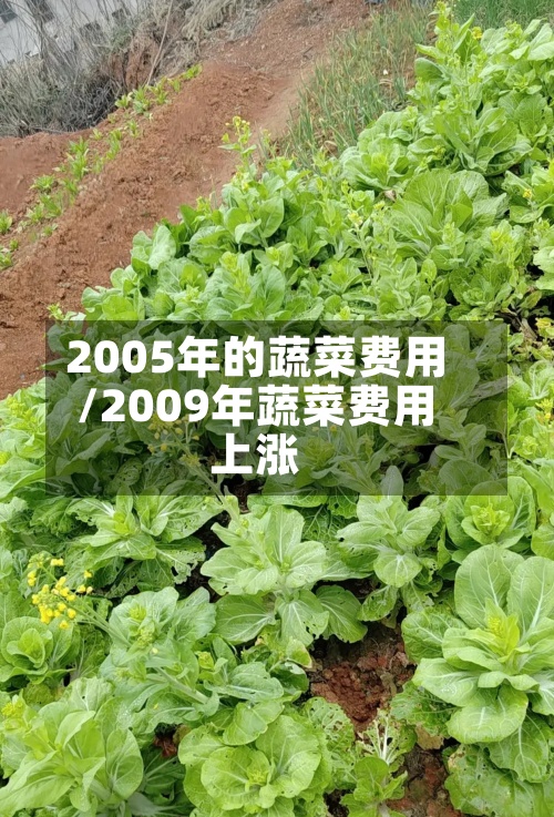 2005年的蔬菜费用/2009年蔬菜费用上涨-第3张图片