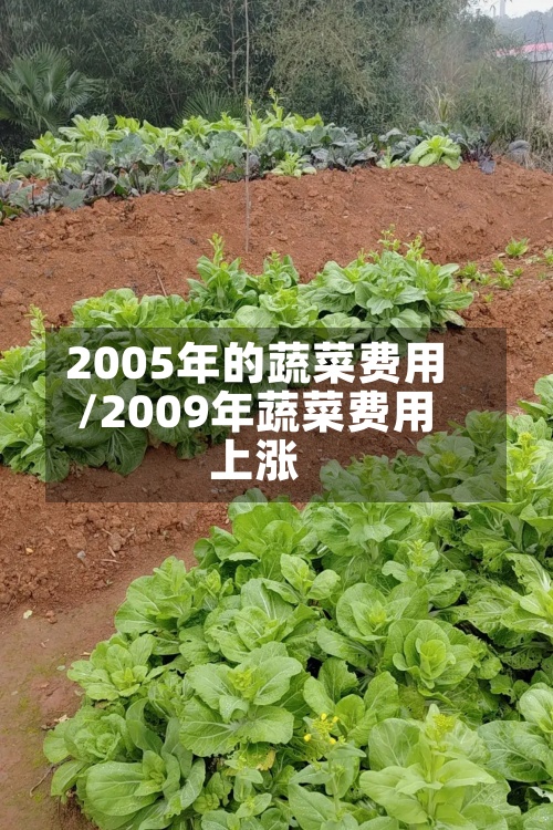 2005年的蔬菜费用/2009年蔬菜费用上涨-第2张图片