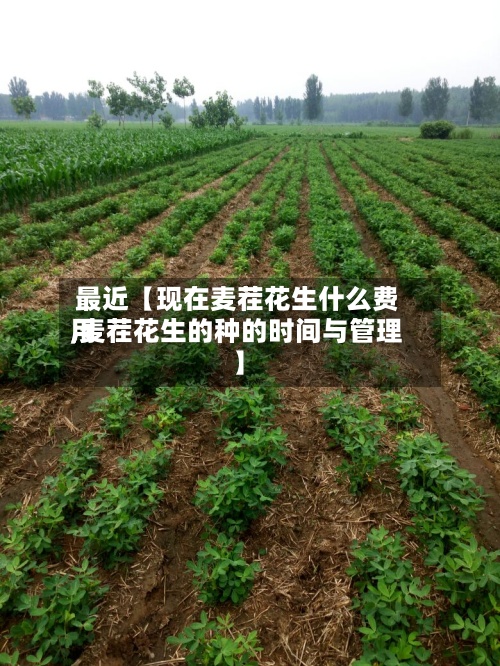 最近【现在麦茬花生什么费用,麦茬花生的种的时间与管理】-第2张图片