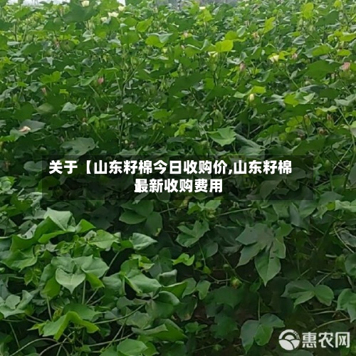 关于【山东籽棉今日收购价,山东籽棉最新收购费用】-第2张图片