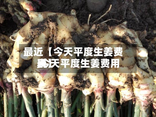 最近【今天平度生姜费用,今天平度生姜费用表】