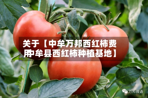 关于【中牟万邦西红柿费用,中牟县西红柿种植基地】