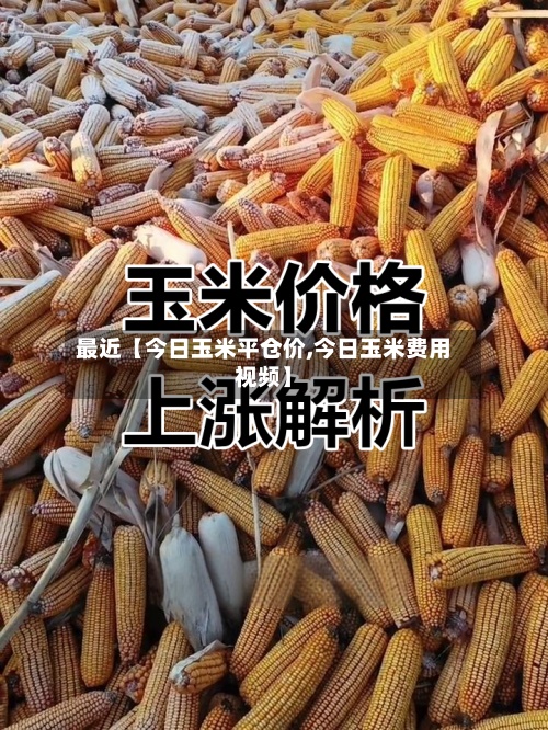 最近【今日玉米平仓价,今日玉米费用视频】
