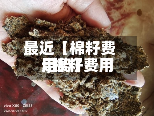 最近【棉籽费用.,棉籽费用走势】-第2张图片