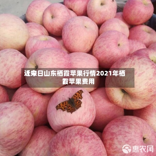 近来【今日山东栖霞苹果行情2021年栖霞苹果费用】
