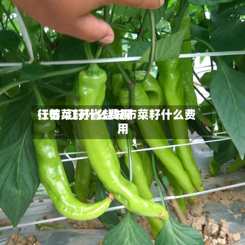 江苏菜籽什么费用行情/江苏省盐城市菜籽什么费用