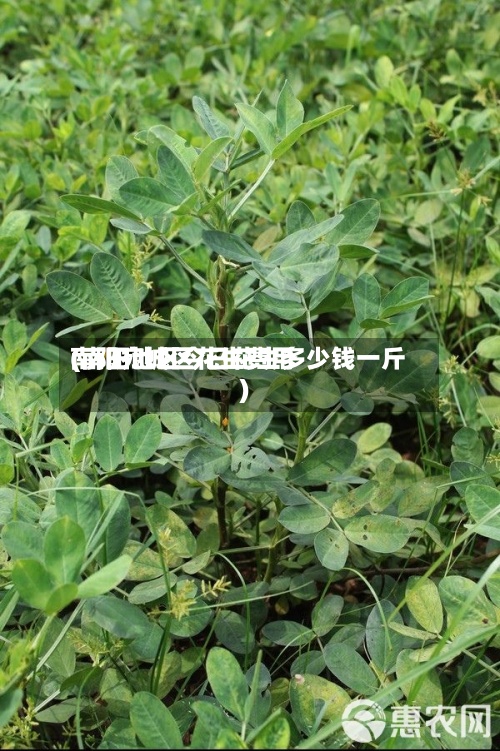 南阳宛城区花生费用(南阳地区今日花生多少钱一斤)-第3张图片