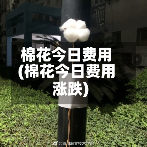 棉花今日费用(棉花今日费用涨跌)