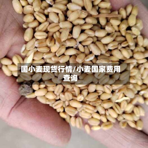 国小麦现货行情/小麦国家费用查询-第2张图片