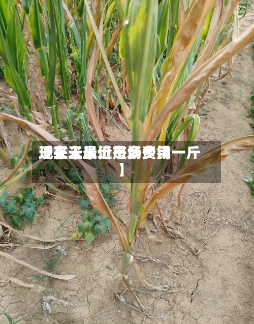 近来
【王米最近市场费用
现在王米价是多少钱一斤】