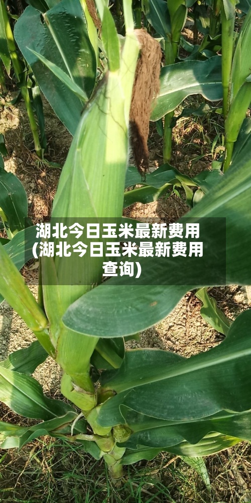 湖北今日玉米最新费用
(湖北今日玉米最新费用
查询)