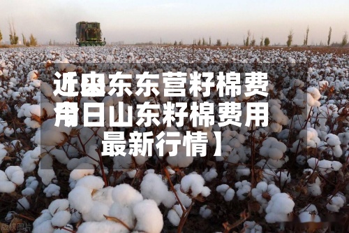 近来【山东东营籽棉费用今日山东籽棉费用最新行情】-第2张图片