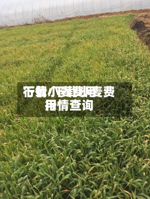 下载小麦费用行情/下载小麦费用行情查询-第2张图片