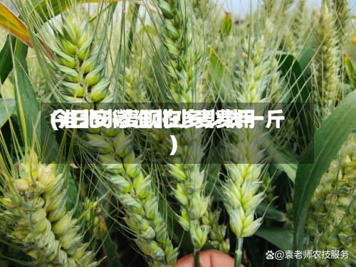 今日安徽淮北小麦费用(淮北小麦现在多少钱一斤)