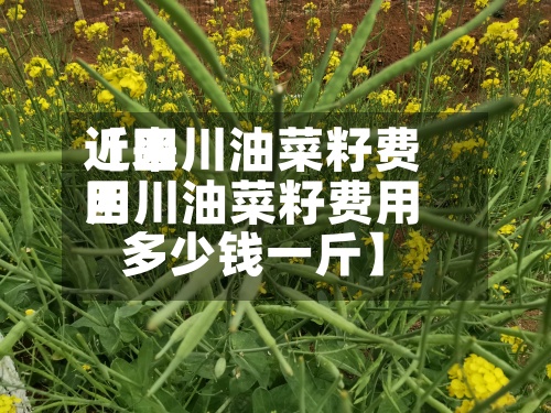 近来
【四川油菜籽费用
四川油菜籽费用
多少钱一斤】-第3张图片