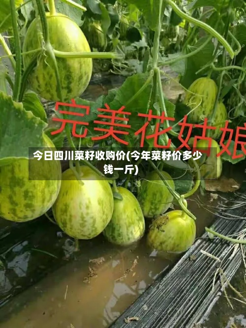 今日四川菜籽收购价(今年菜籽价多少钱一斤)