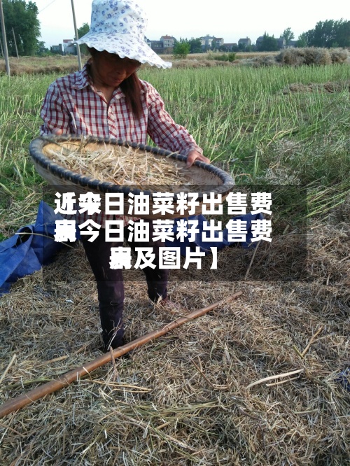 近来【今日油菜籽出售费用表今日油菜籽出售费用表及图片】-第2张图片