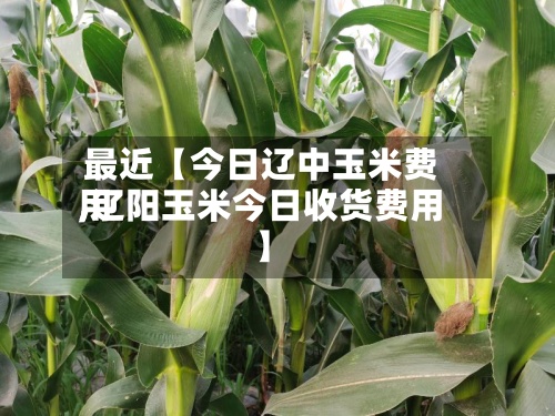 最近【今日辽中玉米费用,辽阳玉米今日收货费用】