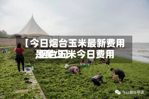 【今日烟台玉米最新费用
,烟台玉米今日费用
是多少】-第3张图片