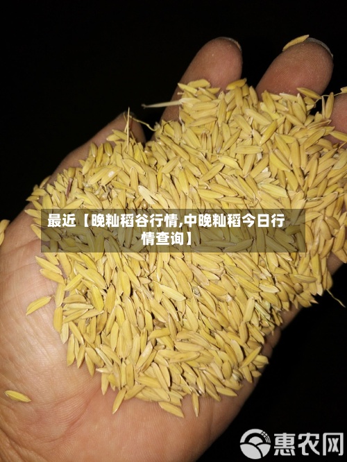 最近【晚籼稻谷行情,中晚籼稻今日行情查询】