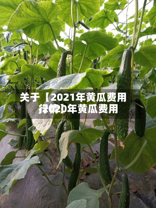 关于【2021年黄瓜费用
,2020年黄瓜费用
行情】-第3张图片