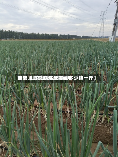 关于【山东聊城大葱费用
走势,山东大葱今天零卖多少钱一斤】-第3张图片