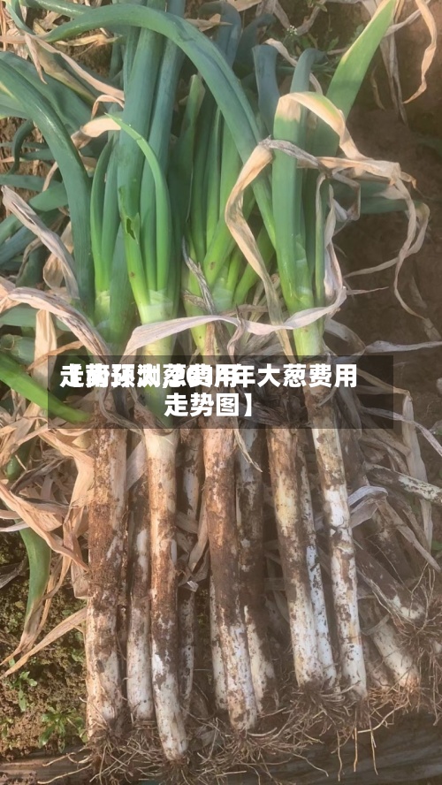 【南环大葱费用
走势预测,2014年大葱费用
走势图】-第2张图片