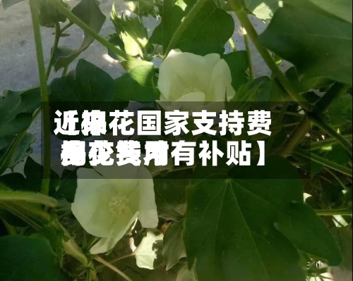 近来【棉花国家支持费用棉花费用多少钱才有补贴】