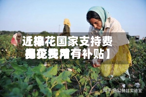 近来
【棉花国家支持费用
棉花费用
多少钱才有补贴】-第2张图片