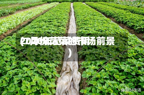 2020年苋菜费用(7月份苋菜的市场前景)-第2张图片