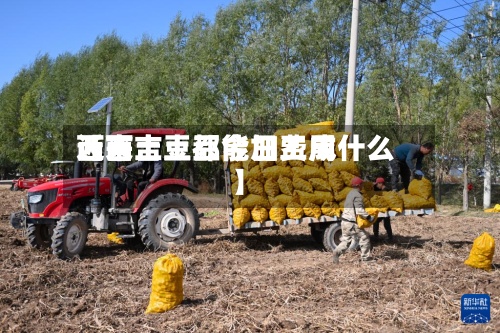 近来【西吉土豆今日费用西吉土豆都能加工成什么】-第3张图片