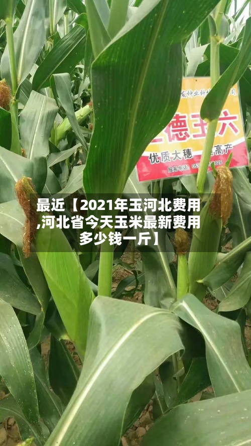 最近【2021年玉河北费用,河北省今天玉米最新费用多少钱一斤】-第3张图片