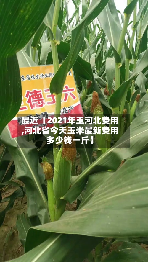 最近【2021年玉河北费用,河北省今天玉米最新费用多少钱一斤】-第2张图片