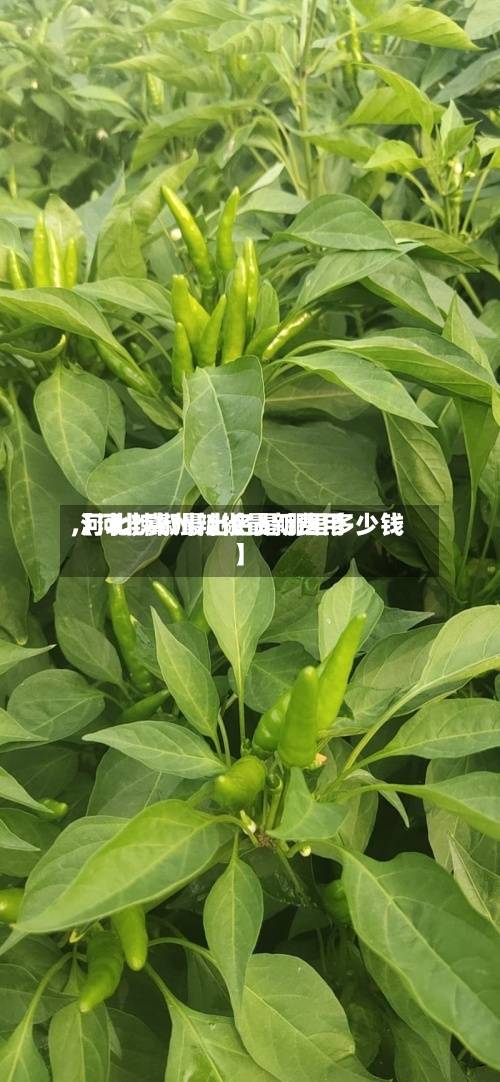 【河北冀州辣椒最新费用,河北辣椒最出名是哪里多少钱】-第2张图片