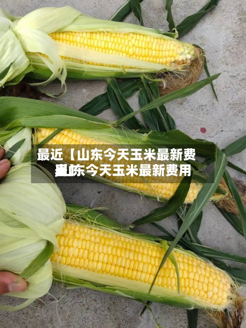 最近【山东今天玉米最新费用,山东今天玉米最新费用表】